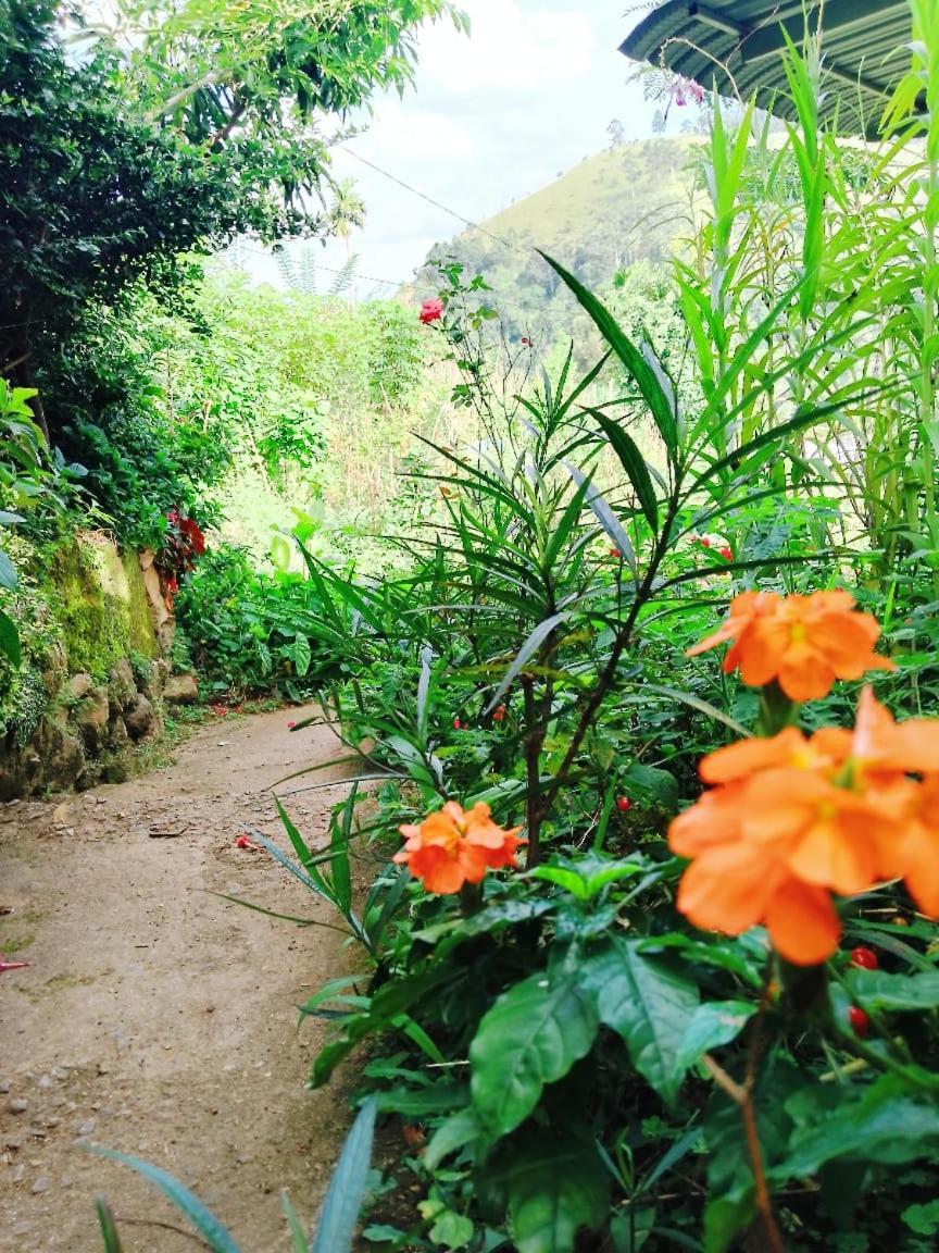 إيلا Saddle Cottage المظهر الخارجي الصورة
